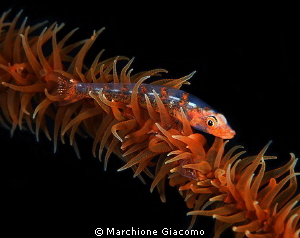 Free climbing, Goby on whip coral
Nikon D800E, 105 micro... by Marchione Giacomo 